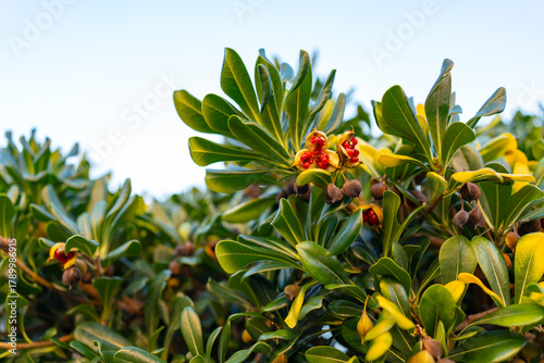 Close-up of Pittosporum tobira plant with open brown seed pods revealing bright red seeds, captured in natural light in Senj, Croatia