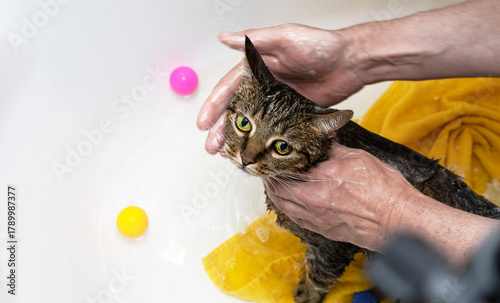 Cat bathing in bathtub with toys.