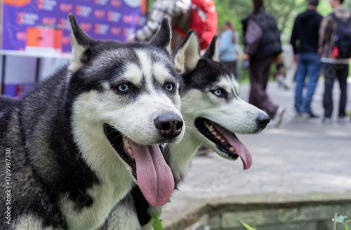 Huskies with tongues out walking in the park.