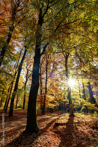Beautiful autumn colours in Dutch forest during fall with soft golden light