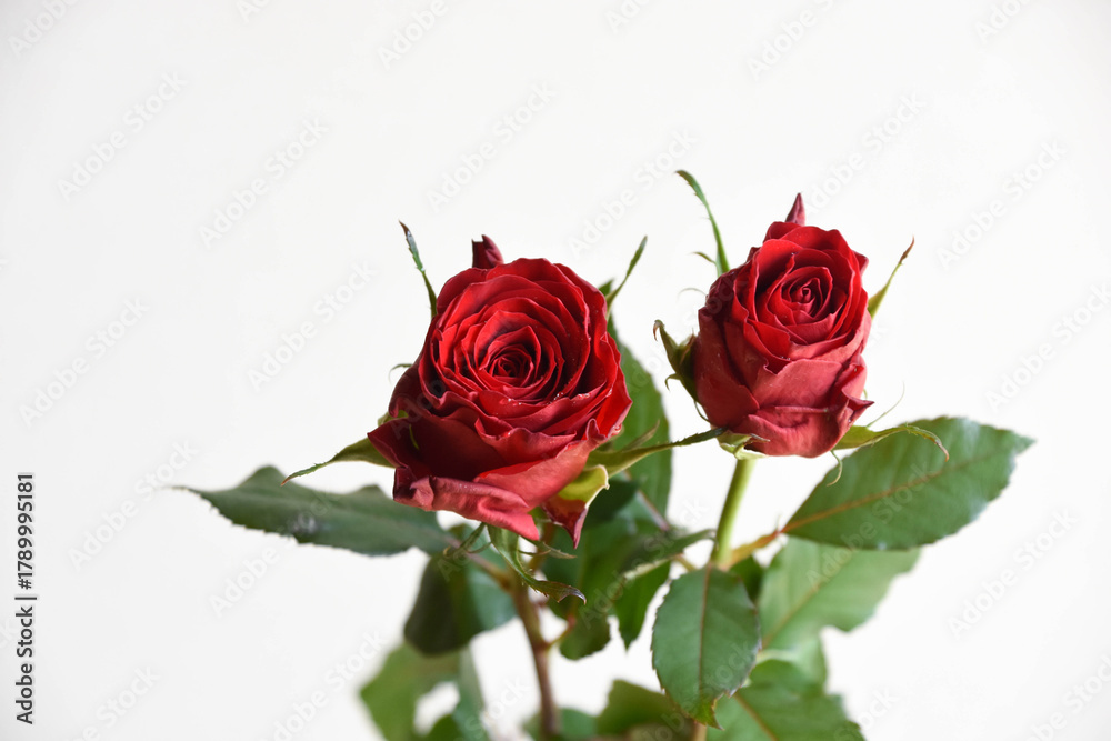 Naklejka premium 赤い薔薇