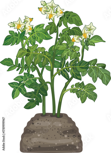 Flowering potato plant isolated on white background