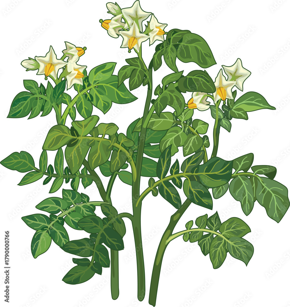 Fototapeta premium Flowering potato plant isolated on white background