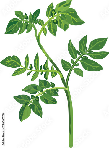 Potato stem with green leaves isolated on white background
