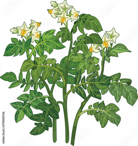  Flowering potato plant isolated on white background