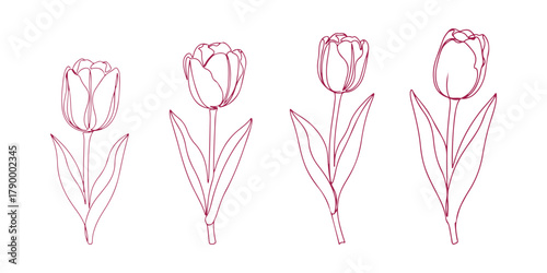 Tulip flower depicted in a continuous line art style. A minimalist black outline sketch set against a white background. Vector illustration.