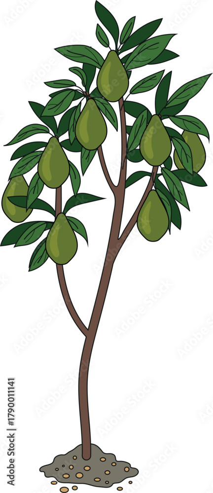 Obraz premium Avocado tree (Persea americana) with fruits on white background