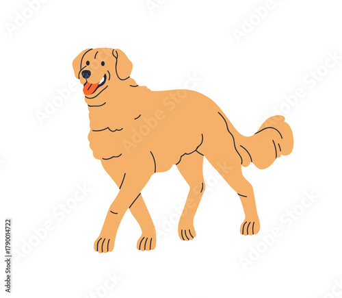 Golden Retriever, canine breed. Happy cute purebred puppy walking, strolling....