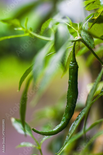 fresh green chilies on the stalks
