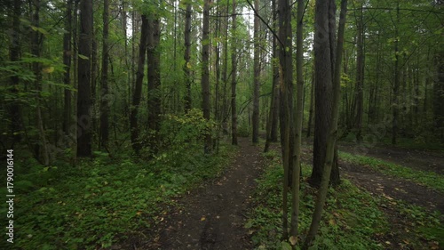 Wallpaper Mural Autumn forest with fallen yellow leaves on the ground Torontodigital.ca