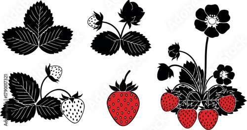 Strawberry plant elements with red ripe fruit and black silhouette leaves vector illustration