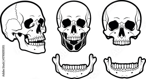 Human skull anatomy vector showing lateral frontal and mandibular views in black and white detailed illustration