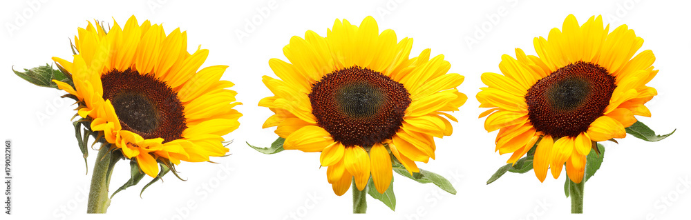 Naklejka premium Beautiful bright sunflowers on white background, set