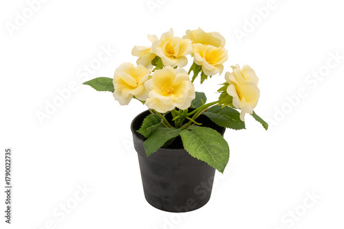 yellow flower in a pot
