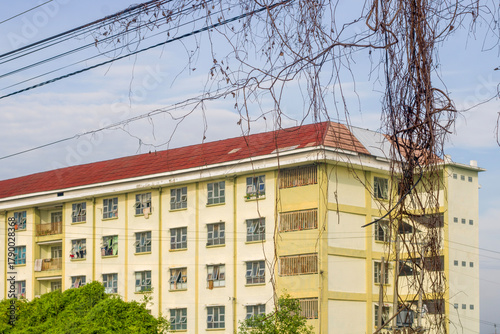 the cables are covered in wild plants with the Terrace house in the background.