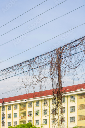 the cables are covered in wild plants with the Terrace house in the background.