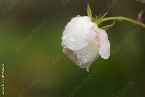 Cuadro en lienzo hanging white rose with raindrops, slight pink shimmer, close-up of a white rose