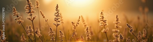 Grass in a field with the sun setting in the background