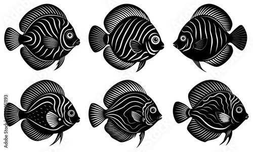 Striking collection of regal angelfish illustrations, perfect for marine biology resources, tropical aquarium designs, or vibrant ocean-themed art projects