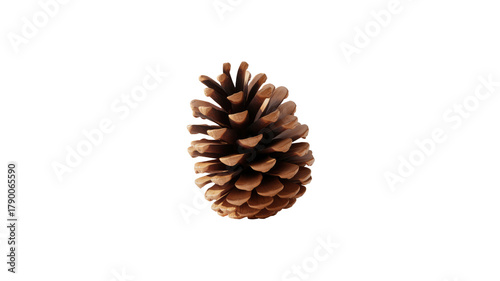 Pinecone on black background