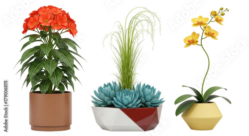 Isolated indoor ornamental potted plant set with vibrant blossom and succulent display
