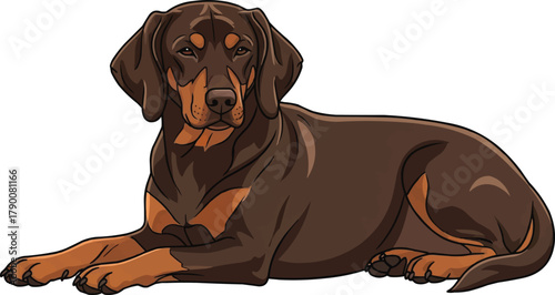 Gonczy Polski dog lying down relaxed resting vector illustration