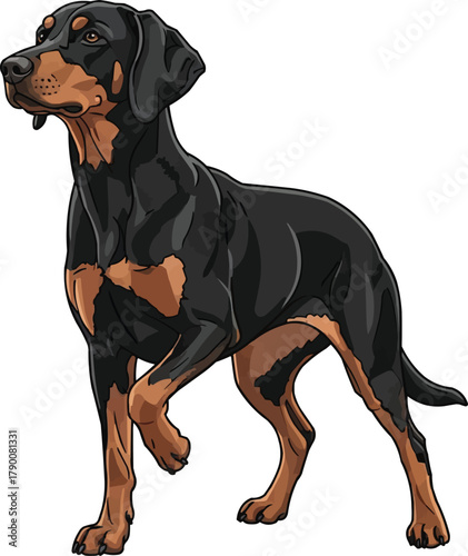 Gonczy Polski dog standing alert with paw raised vector illustration