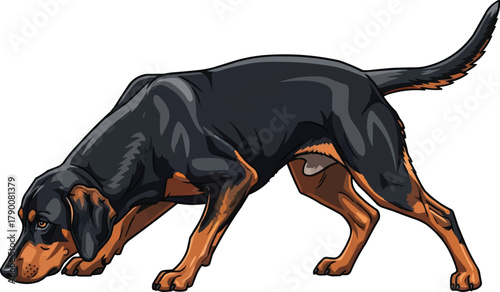 Gonczy Polski dog sniffing tracking pose vector illustration