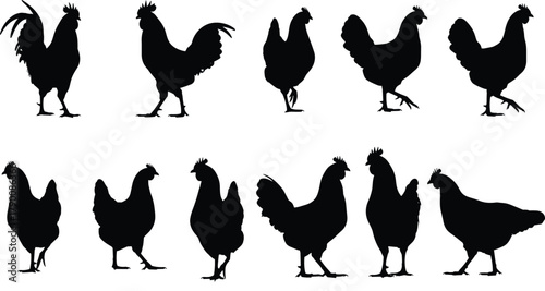 Illustration of silhouette of various chickens, showcasing different poses and breeds in a simple yet striking composition
