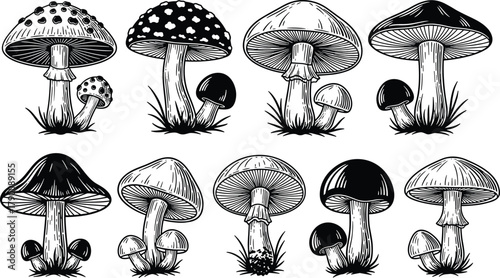 Illustration of collection of hand drawn mushrooms, vintage botanical illustration, engraving style, black and white