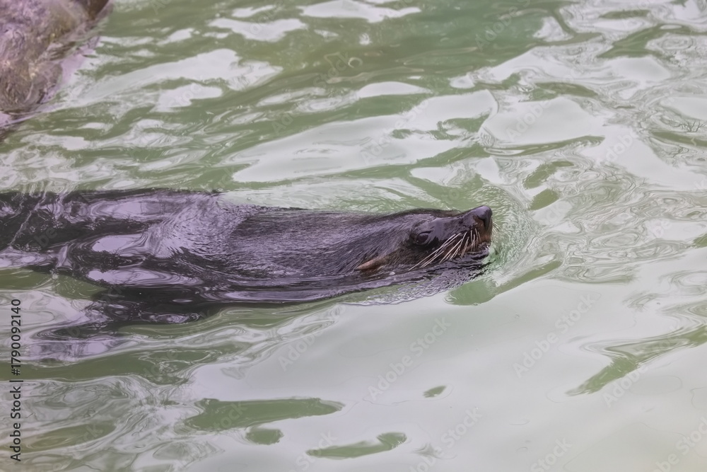 Obraz premium seehund