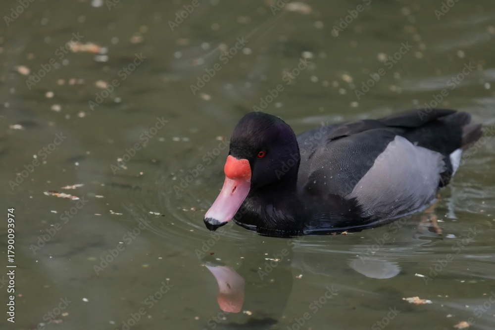 Fototapeta premium Peposakaente