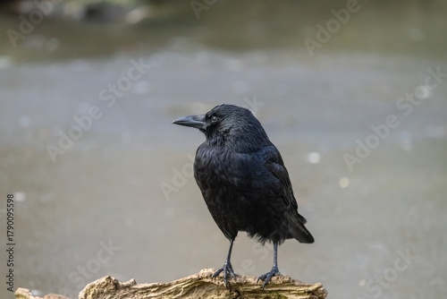 Rabenkrähe