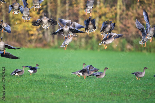  pink-footed geese, anser brachyrhynchus on a field