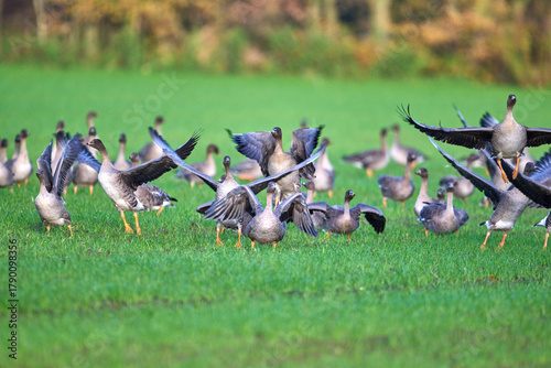  pink-footed geese, anser brachyrhynchus on a field