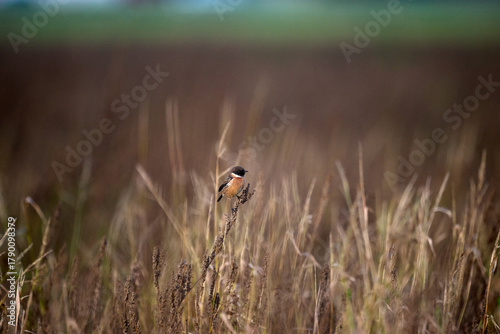 stonechat on a branch