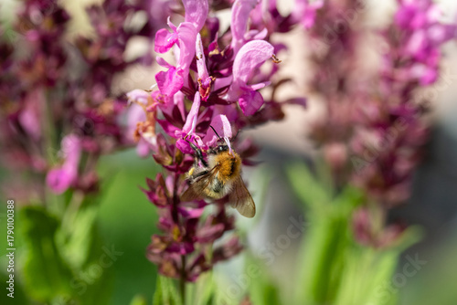 Hummel auf Ehrenpreis