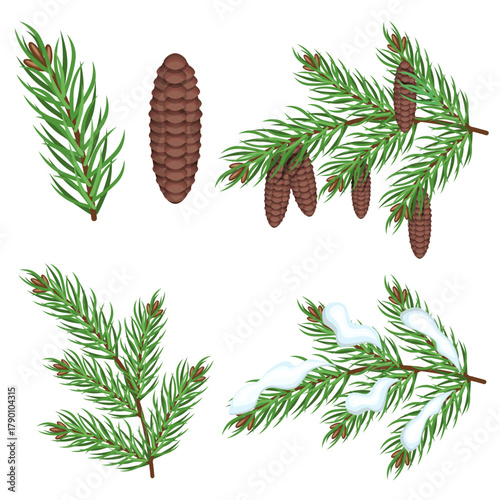 Collection of spruce branches and cones, isolated on a white background. Vector set for Christmas designs and textiles.