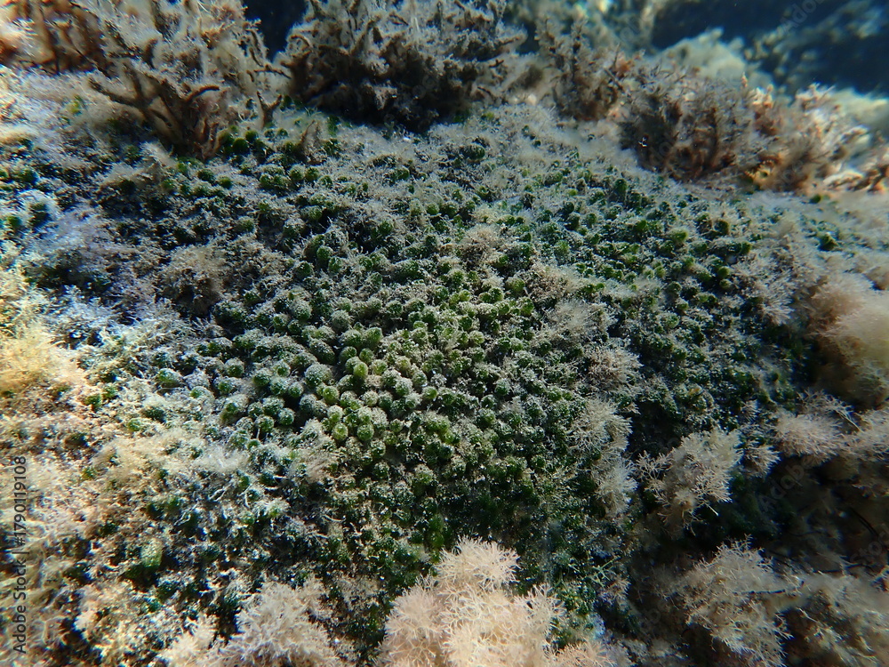 Fototapeta premium Green algae Dasycladus vermicularis undersea, Ligurian Sea, Italy, Imperia