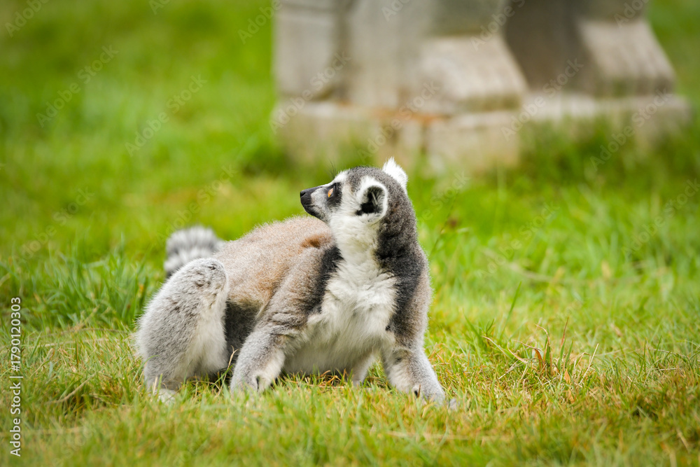 Obraz premium A ring-tailed lemur sitting and calmly observing its surroundings. The lemur’s expressive yellow eyes, soft grey fur, and iconic striped tail are clearly visible, capturing its curious and relaxed beh