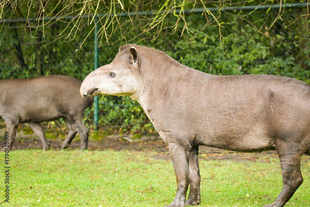 Fototapeta premium South American tapir reaching up to tree branches, side profile. 