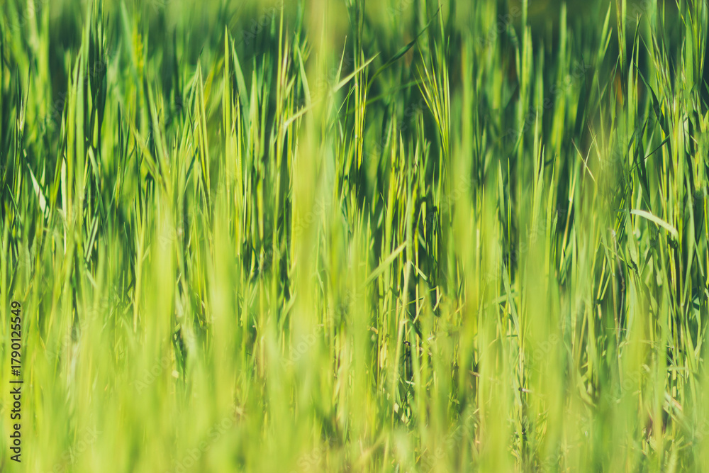 Obraz premium Fresh Green Grass Blades with Bokeh, Natural Background