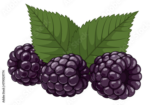 A vibrant vector illustration of three plump, ripe blackberries clustered in front of two large, serrated green leaves, isolated on a white background