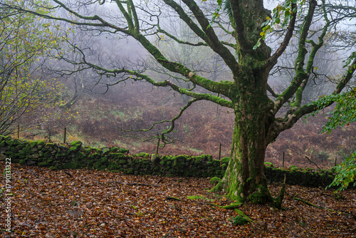 A spooky tree covered in moss in a misty autumn woodland in the English countryside.