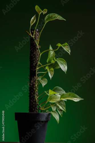 Epipremnum aureum is a species of flowering plant in the arum family Araceae.The plant has a multitude of common names including golden pothos,Ceylon creeper, ivy arum,money plant and devil's ivy.