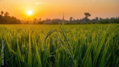 Mature rice crop in a lush landscape, highlighting ecological growth and agricultural sustainability