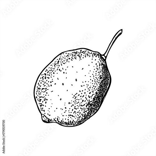 Hand drawn whole lemon with stem vector illustration painted by black inks. Monochrome citrus fruit linear drawing. Etching drawing of lime for organic food design, culinary decor, cooking book