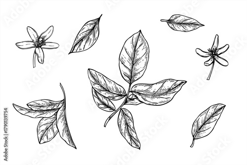 Citrus branches, leaves and flowers clip art monochrome vector illustration painted by black inks. Etching drawing of lemon, lime or orange foliage set for organic cosmetics, herbal tea label