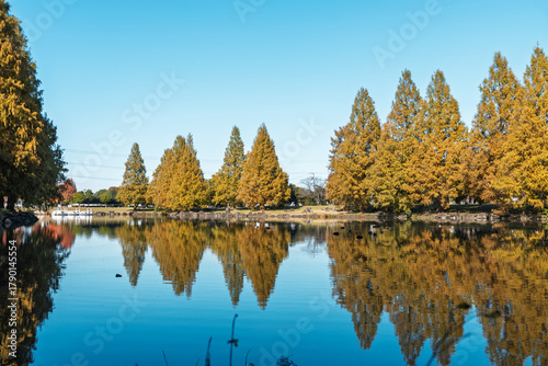 メタセコイヤ、木、リフレクション、反射、水面、紅葉、秋、風景、自然、池、黄葉、公園、青空、日本、晴れ、樹木、植物、湖面、水、林、空、快晴、埼玉、埼玉県、加須市、加須はなさき公園、鯉の池、映り込み