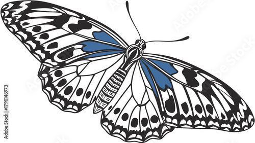 A detailed illustration of a butterfly with black and white wings and blue accents on its upper wings